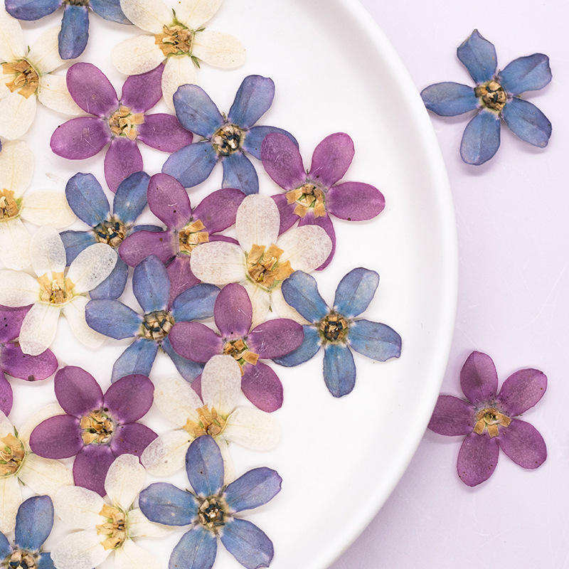 Artwork Craft - 12pcs,Pressed Blue Star Flower DIY Drip