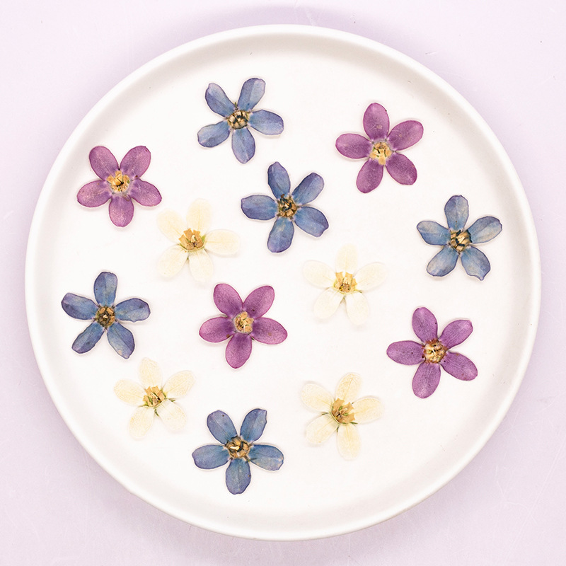 12pcs,Pressed Blue Star Flower - Artwork Craft avaliação e preço