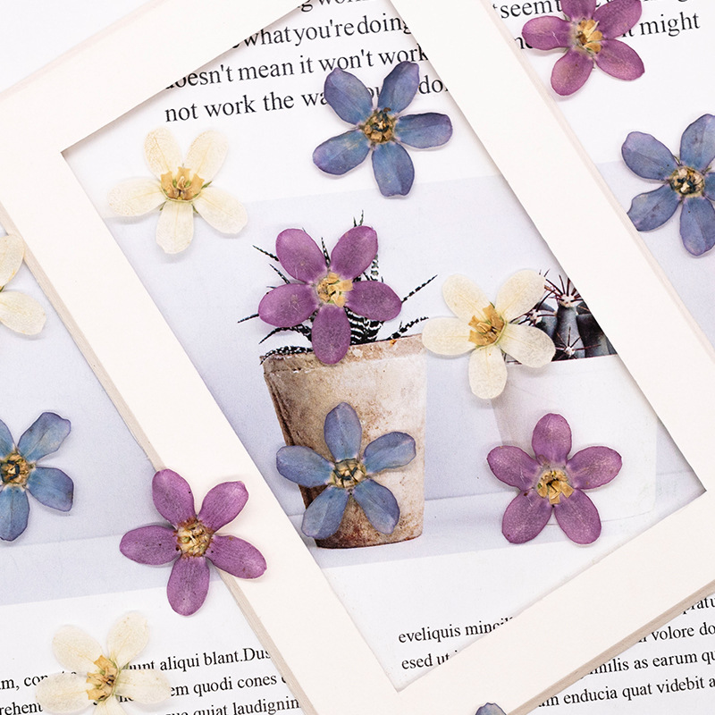 12pcs,Pressed Blue Star Flower - Artwork Craft avaliação e preço