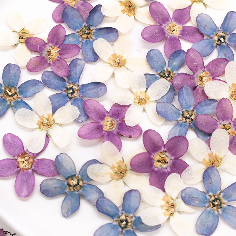 12pcs,Pressed Blue Star Flower - Artwork Craft avaliação e preço