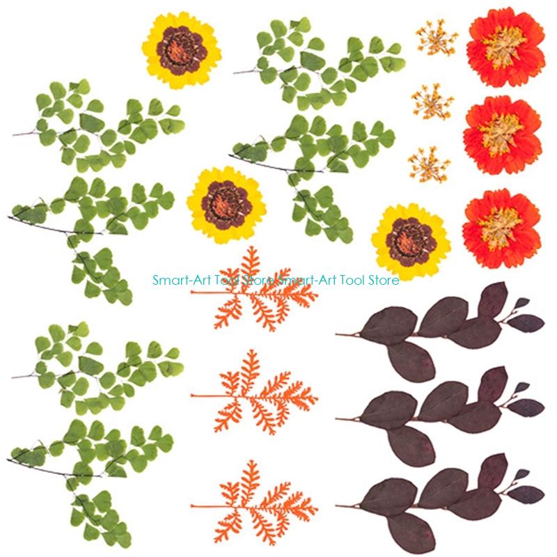 E1PB Natural Dry Flower Leaves - Art Craft With Leaves avaliação e preço